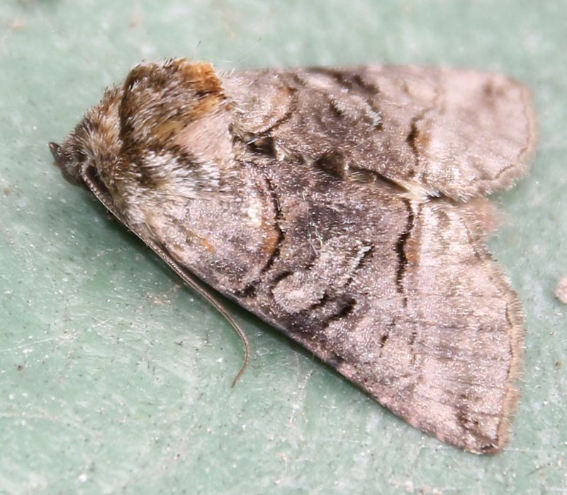 Noctuidae da identificare 2